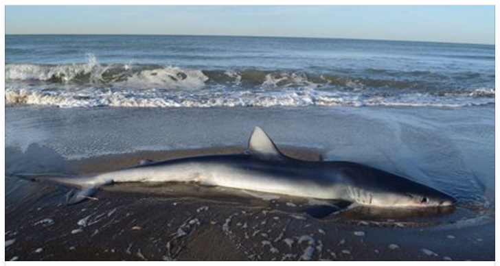 OSTIA: LA SCOPERTA SHOCK IN SPIAGGIA: ECCO COSA STA ACCADENDO - 11/03/2017