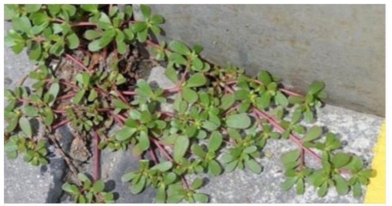 SE VEDETE QUESTA ''ERBACCIA'' CHE CRESCE NEL VOSTRO GIARDINO NON SDRADICATELA: ECCO IL PERCHE' - 20/03/2017