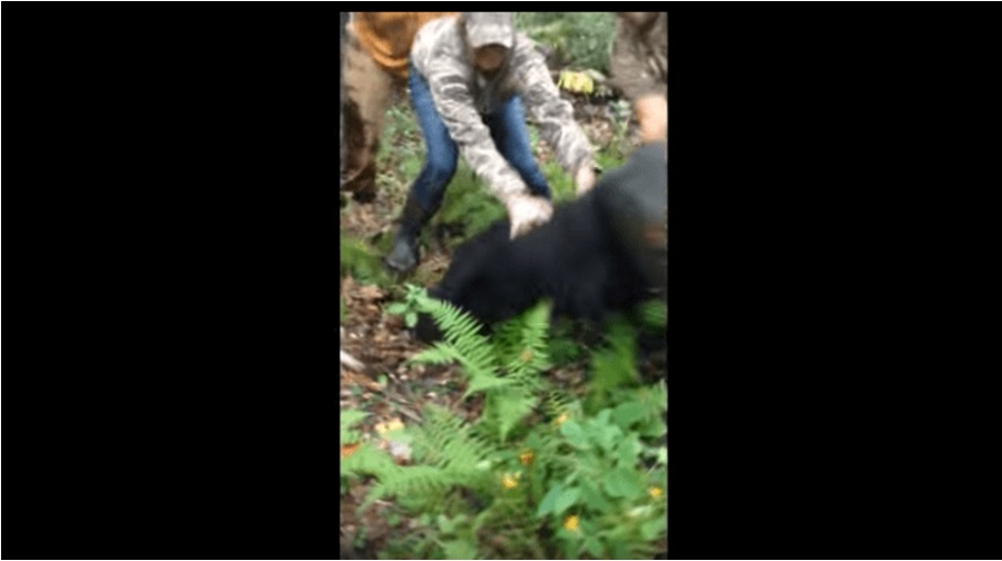 INCONTRANO UN ORSO E NOTANO QUALCOSA DI STRANO: INCREDIBILE CIO CHE ACCADE - VIDEO - 22/03/2017