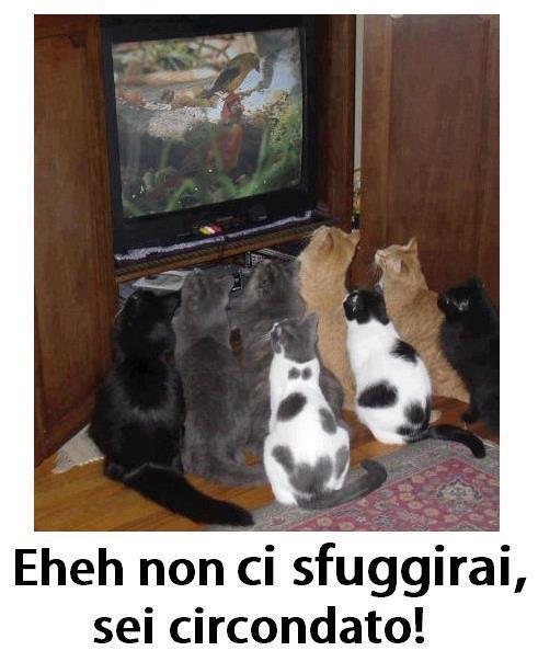 NUN CE POI SCAPPA' !! - 11/12/2012