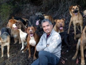 César Millan maltratta gli animali, il video choc di Striscia la Notizia - 06/01/2013