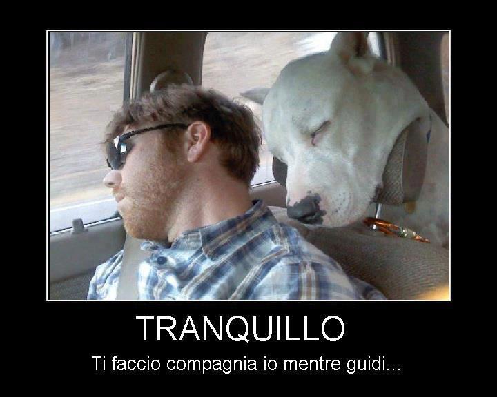 Immagine Divertente - 16/01/2013