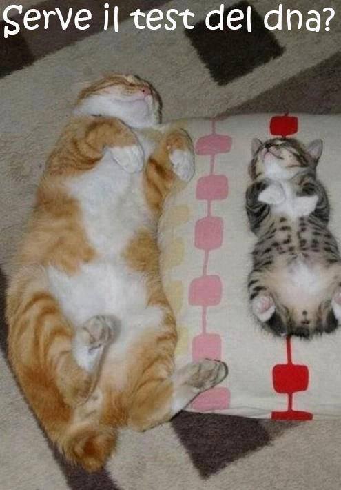 Immagine Divertente - 03/07/2013