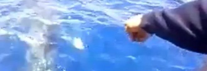 SQUALO BIANCO NEI MARI ITALIANI: ''MISURA ALMENO SEI METRI'' - VIDEO - 01/09/2013