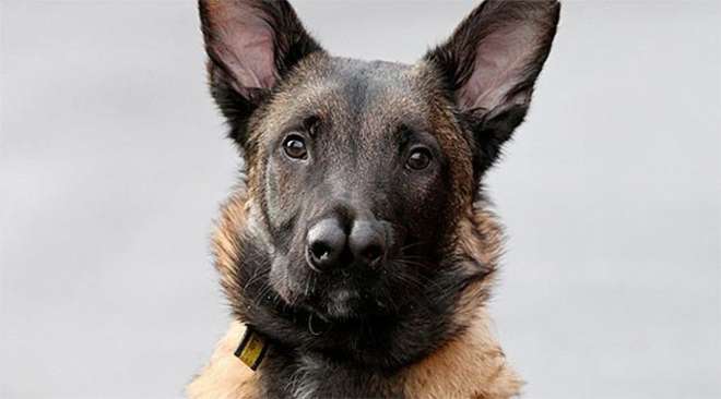 IL CANE CON DUE NASI: ADOTTATO E RESTITUITO 5 VOLTE - 27/02/2014