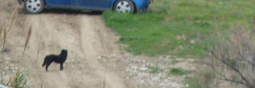 ABBANDONA IL CAGNOLINO IN CAMPAGNA E SCAPPA VIA IN AUTO. LA LE FOTO CHE INDIGNANO IL WEB - GUARDA - 25/02/2014