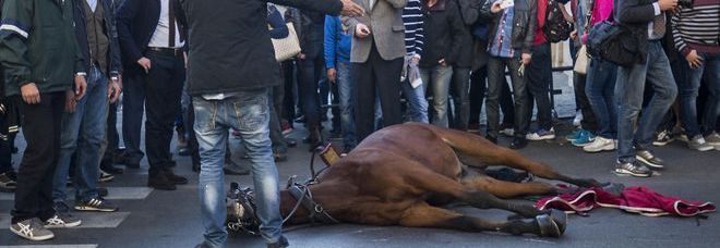CAVALLO STRAMAZZA A POCHI METRI DA PALAZZO CHIGI: VETTURINO IN LACRIME DAVANTI AI TURISTI - 30/10/2014