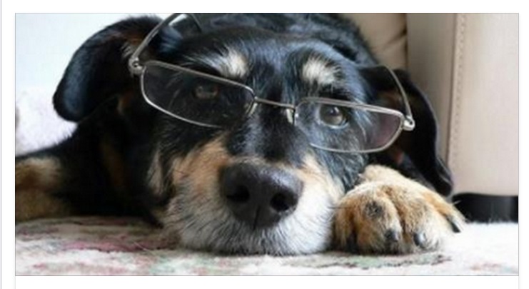 CANI ''VECCHIETTI'': ECCO TUTTO QUELLO CHE DEVI SAPERE - 14/06/2015