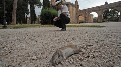 ROMA, GUANO E INVASIONE DI TOPI: GRAVE RISCHIO TBC - VIDEO - 07/01/2016