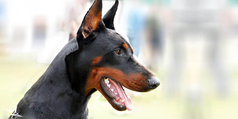 IN CARCERE PER AVER UCCISO UN CANE. PRIMA VOLTA IN ITALIA - 07/01/2016