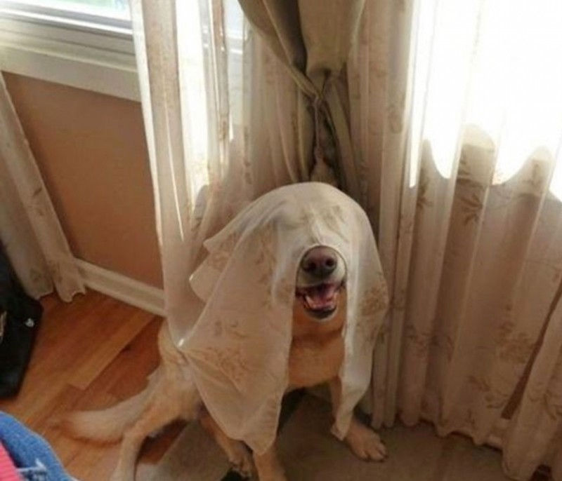 20 CANI CONVINTI DI AVER TROVATO IL NASCONDIGLIO PERFETTO - FOTO - 10/01/2016