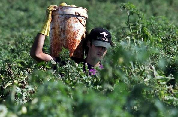 AUSTRALIA, ECCO I GIOVANI ''SCHIAVI'' ITALIANI: UNDICI ORE A RACCOGLIERE CIPOLLE NEI CAMPI - 31/01/2016