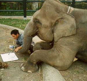 Elefante che parla - 08/11/2012