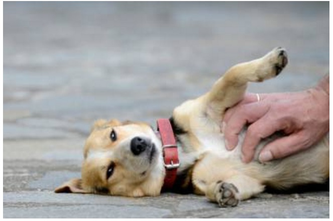 LO SAPEVATE CHE A SECONDA DEL PUNTO IN CUI ACCAREZZI IL CANE PER LUI ASSUME SIGNIFICATI DIVERSI? - 25/02/2016