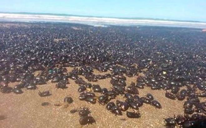 CHILOMETRI DI SPIAGGE INVASI DAGLI SCARAFAGGI. GENTE TERRORIZZATA: ''E' LA FINE DEL MONDO'' - 05/03/2016