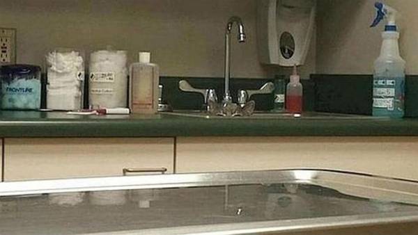 RIESCI A TROVARE IL GATTO? - DAVVERO PER POCHI - 05/03/2016