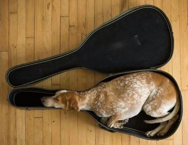 QUESTE 155 FOTO DIMOSTRANO CHE PER UN CANE E' POSSIBILE DORMIRE OVUNQUE - 05/03/2016