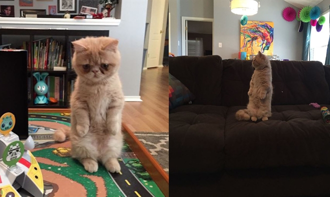 GEORGE, IL GATTO CHE CAMMINA SU DUE ZAMPE - VIDEO - 07/09/2015