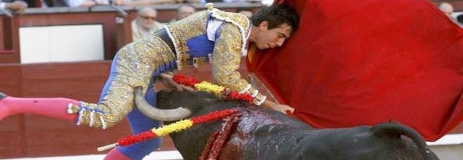 CORRIDA CHOC: GRAVE IL TORERO JIMENEZ FORTES. ''INCORNATO TRE VOLTE, HA LESIONI GRAVISSIME'' - 17/05/2015