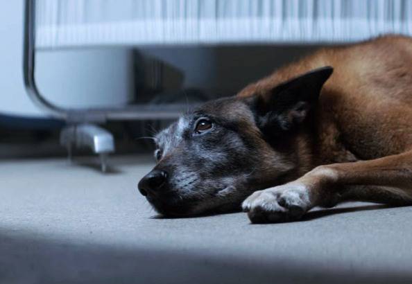 DOPO AVER ABBANDONATO IL CANE HA UN INCIDENTE TERRIBILE. ECCO COSA ACCADE DOPO - VIDEO - 18/06/2016