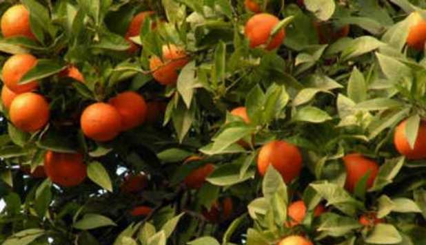 MAI PIÙ ARANCIATE SENZA ARANCE: ANCHE LE BIBITE AVRANNO IL 20% DI SUCCO DI FRUTTA - 04/10/2012