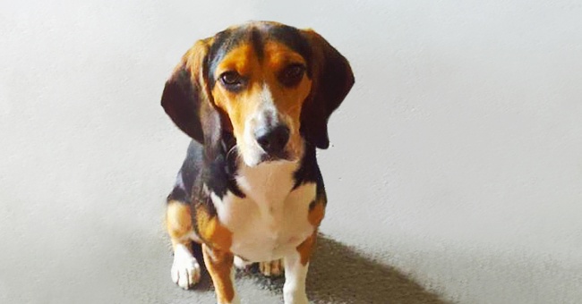 CHIEDE AL FIDANZATO DI SBARAZZARSI DEL SUO CANE: LUI PUBBLICA QUESTO ANNUNCIO SUL GIORNALE - 20/02/2017