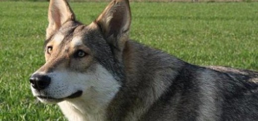 IL CANE CHE HA DIFESO LA PROPRIA FAMIGLIA DA UNA RAPINA SARA' SOPPRESSO, IL GIUDICE LO CONDANNA A MORTE - 10/05/2017