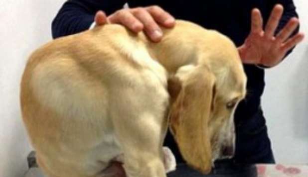NATALINA, CAGNOLINA 'ACCARTOCCIATA': 'È CRESCIUTA IN UNA GABBIA' - 23/01/2013