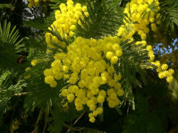 PERCHE' LA MIMOSA PER LA FESTA DELLE DONNE ? - 08/03/2013