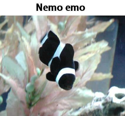 Immagine Divertente - 03/05/2013