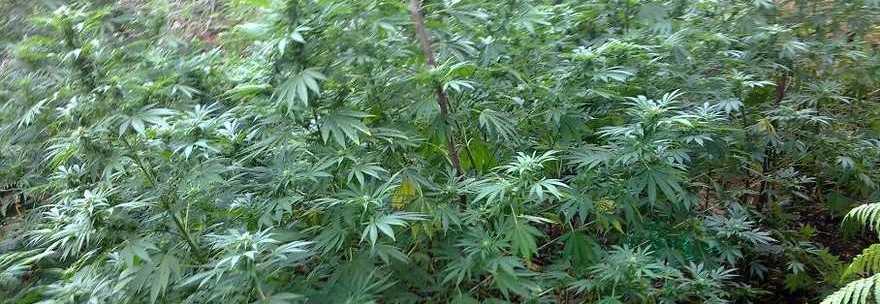 NONNO 70ENNE COLTIVAVA CANNABIS NELL'ORTO DI CASA SUA: ''TROVATE 46 PIANTE'' - 18/07/2013
