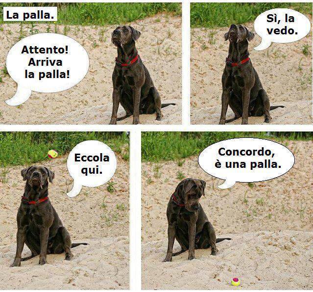 Immagine Divertente - 29/10/2013