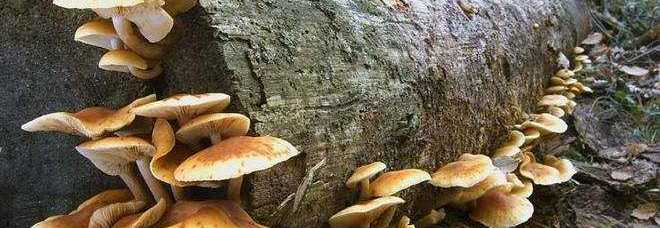 35 PERSONE INTOSSICATE DAI FUNGHI: ''NON RACCOGLIERLI SE NON LI CONOSCI'' - 30/10/2013