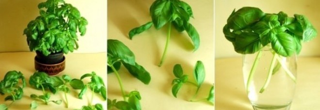 COLTIVARE VERDURE ALL'INFINITO? È POSSIBILE: ECCO I TRUCCHI PER 8 ORTAGGI DIFFERENTI - 05/05/2014