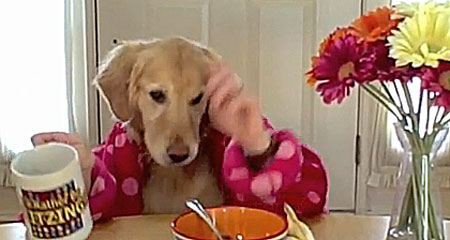 CANE CHE FA COLAZIONE SEDUTO A TAVOLA - VIDEO BELLISSIMO - 30/05/2014
