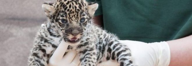 UNGHERIA, LA PRIMA CUCCIOLA DI GIAGUARO NATA A GYOR È LA STAR DELLO ZOO -FOTO - 03/06/2014