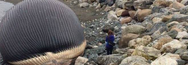 LA BALENA BLU MORTA IN SPIAGGIA SPAVENTA I TURISTI: ''STA PER ESPLODERE'' - FOTO - 02/06/2014