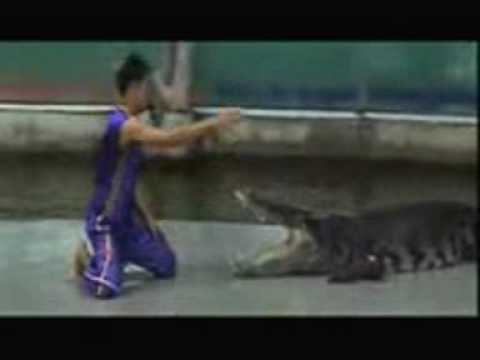 COCCODRILLO ATTACCA IL SUO ADDESTRATORE - IL VIDEO SHOCK INTEGRALE - 06/05/2014