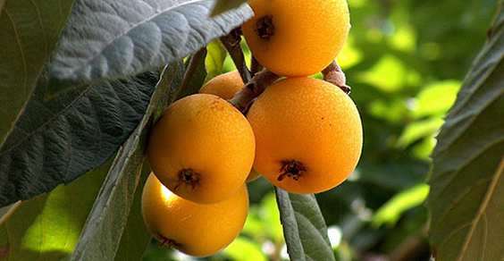 NESPOLE: PROPRIETA', BENEFICI E COME GUSTARLE AL MEGLIO - 03/07/2014