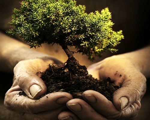 CERCA IL GIORNO DEL TUO COMPLEANNO E TROVA IL TUO ALBERO: SCOPRIRAI DA DOVE SEI ''CADUTO'' - 14/10/2014