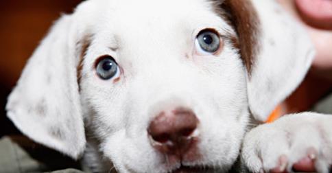 LE 20 COSE CHE SOLO CHI HA UN CANE PER AMICO RIESCE A CAPIRE - 12/12/2014