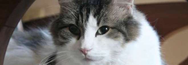 OSCAR, IL GATTO ANGELO DAGLI STRANI POTERI: RIESCE A PREVEDERE LA MORTE - FOTO - 04/01/2015