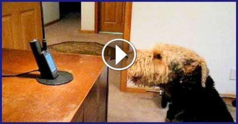 PARLA AL TELEFONO CON IL SUO CANE. ECCO LA SORPRENDENTE REAZIONE - VIDEO - 11/02/2015