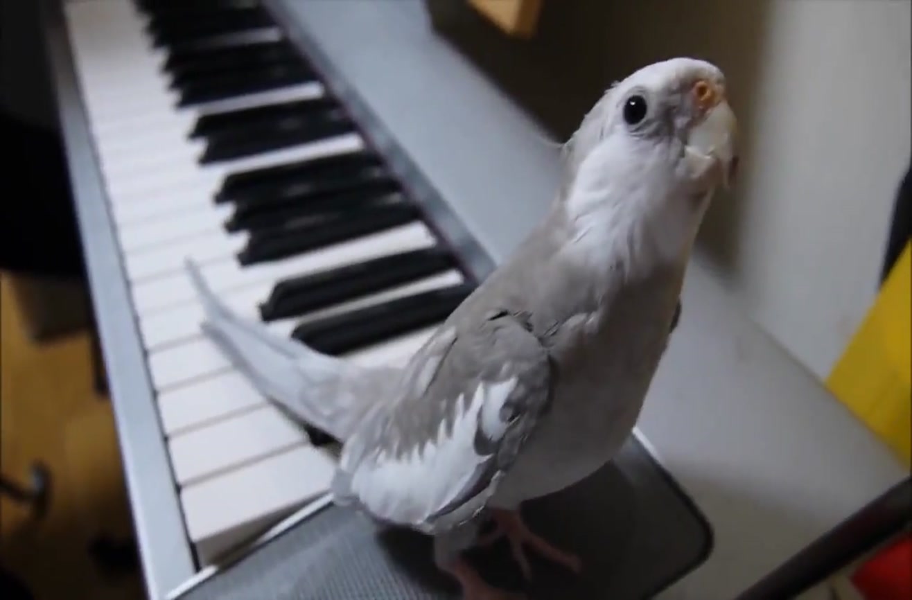 SENTE SUONARE IL PIANOFORTE, IL PAPPAGALLO CANTA IN MODO MERAVIGLIOSO - VIDEO