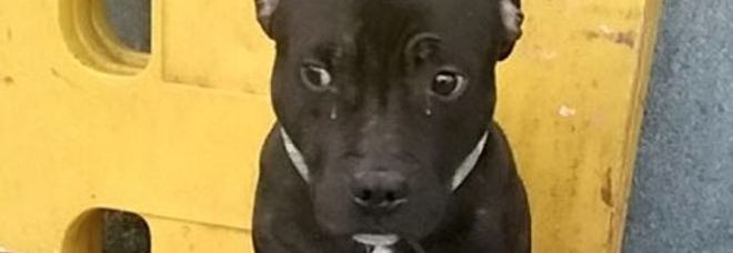 IL PEGGIOR AMICO. IL PADRONE LO ABBANDONA ALLA STAZIONE E IL CANE SI METTE A PIANGERE - 16/02/2015