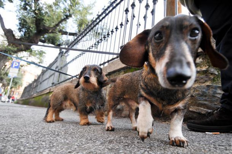 PIPI' DEL CANE SUL MARCIAPIEDE? SI RISCHIA LA MULTA - 22/02/2015
