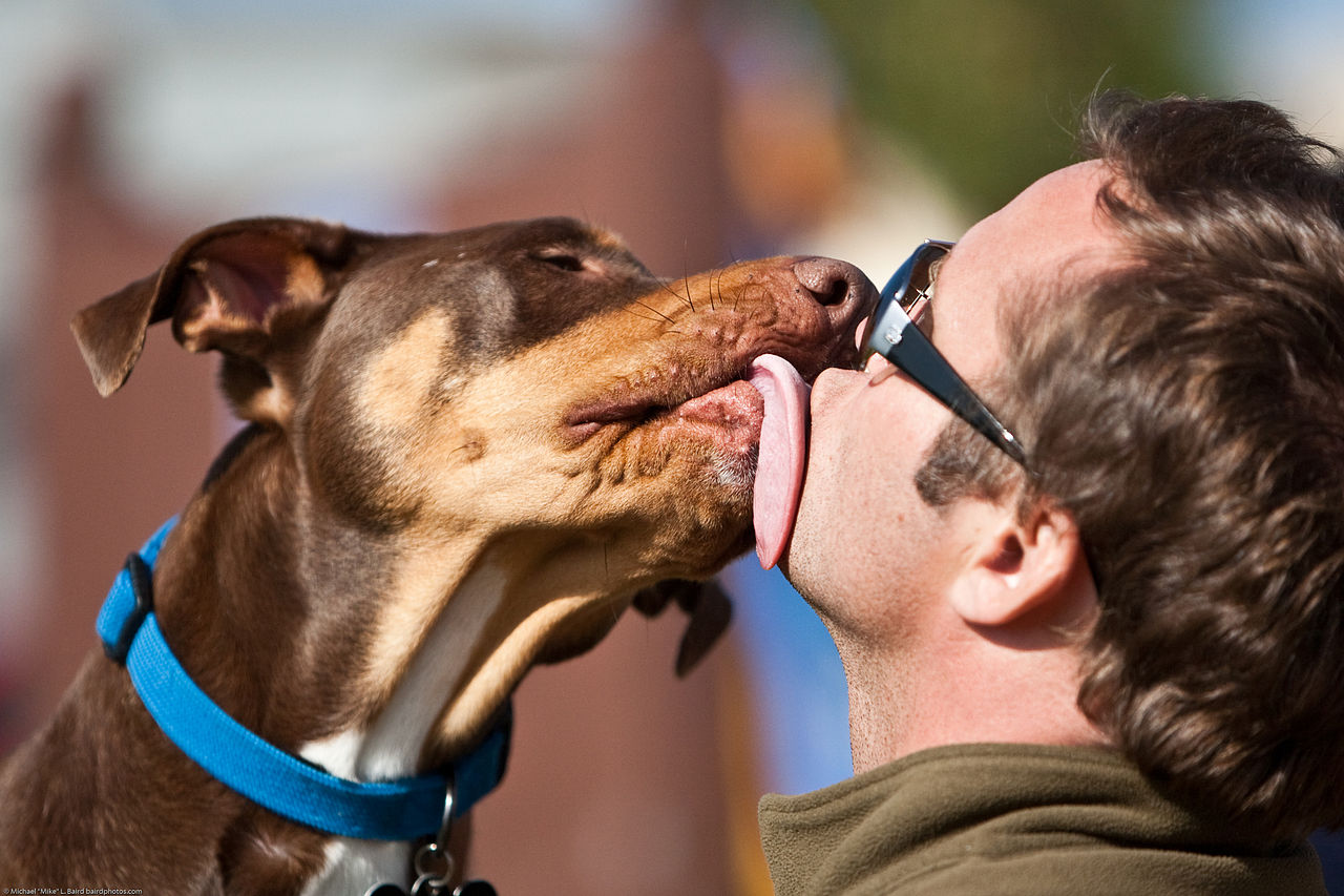 IL CANE VI LECCA SPESSO? NON IMMAGINATE COSA SUCCEDE: UNA SCOPERTA INCREDIBILE - 14/01/2017