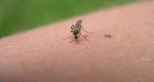 PUNTURE DI INSETTI O ZANZARE? BASTA METTERE SOPRA UNA BUSTINA DI... - 19/07/2015