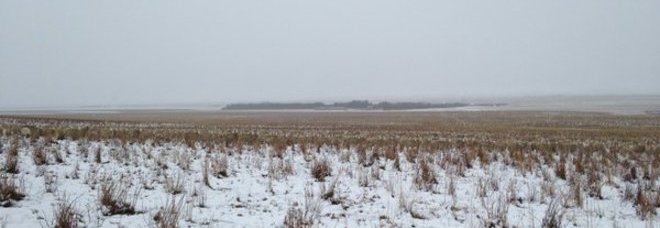 IN QUESTA FOTO CI SONO 550 PECORE: RIUSCITE A TROVARLE? - GUARDA - 10/11/2015