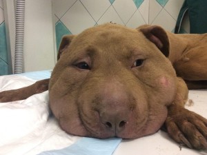 IL CANE QUASI DECAPITATO SI SALVA, POI L'AMARA SCOPERTA - 29/01/2016